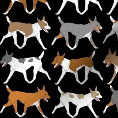 Trotting Rat terrier border - black