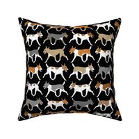 Trotting Rat terrier border - black