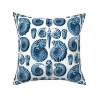 Ernst Haeckel Ammonitida Ammonite Deep Sea Blue