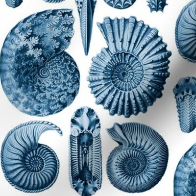 Ernst Haeckel Ammonitida Ammonite Deep Sea Blue