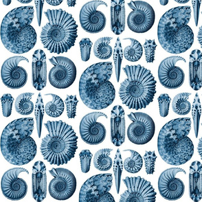 Ernst Haeckel Ammonitida Ammonite Deep Sea Blue