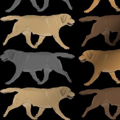 Trotting Labrador Retriever border - black