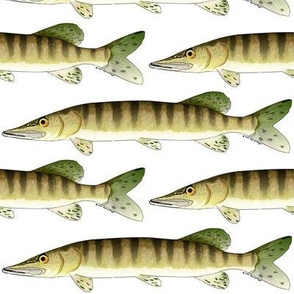 Muskellunge v2