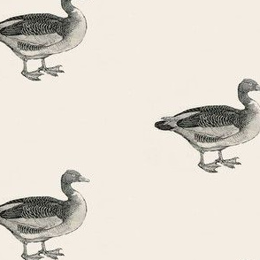 Bewick's Geese