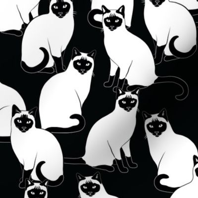 Siamese Cats on Black