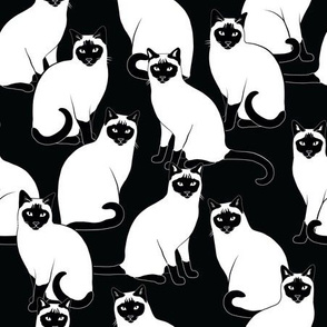 Siamese Cats on Black