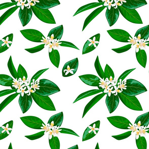 neroli  pattern