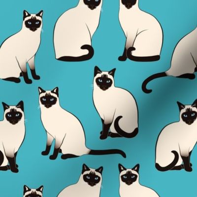 Siamese Cats sparse on turquoise