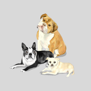 Custom Bruno Bulldog Bella Boston Terrier and Peanut Chihuahua on Silvery Gray