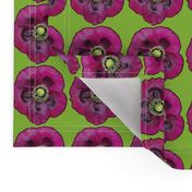 Purple Poppy on Lime Green Background