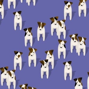 Pack of Parson / Jack Russell Terriers with cute head tilt  - very peri