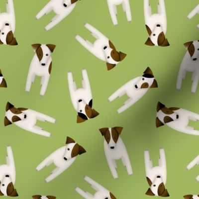Parson / Jack Russell Terriers random pattern / green