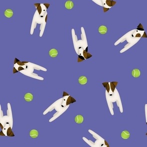 JRT / PRT dogs and their tennis balls - very peri