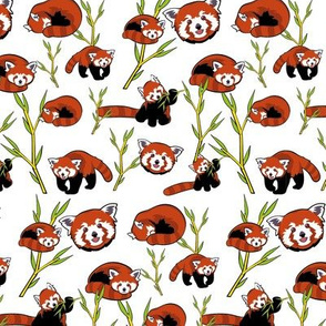 Red Pandas