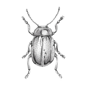 Tansy Beetle Illustration