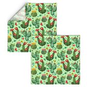 cactuses 