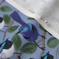 Watercolour blue wrens 
