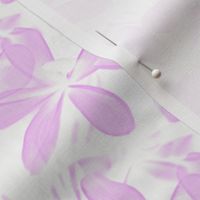 frangipani in pink - large - painting effect