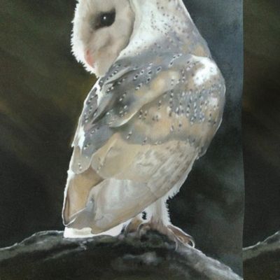 Barn Owl Beauty