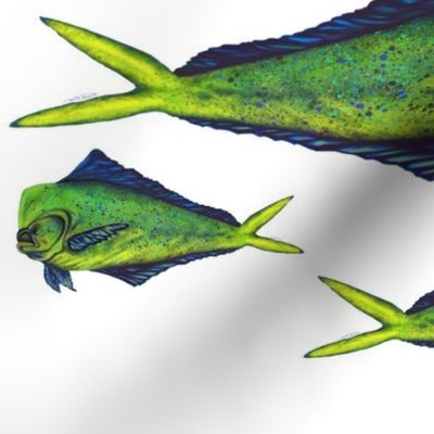 Mahi Mahi Collection