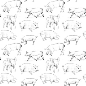 Pigs in Watercolor, Black and White