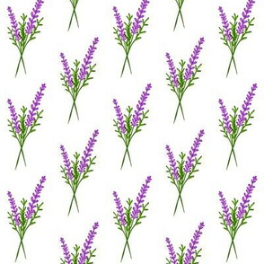 Sprigs of Lavender / Purple & green on White  