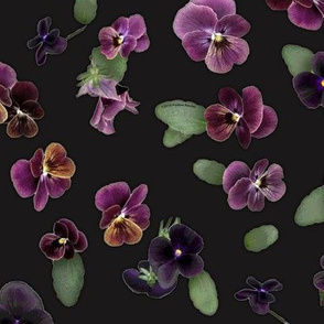 Moody Violas On Charcoal Gray