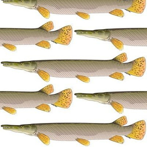 Alligator Gar