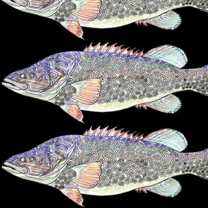 Murray Cod outlines on black