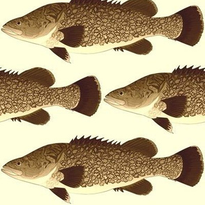 Murray Cod in sepia