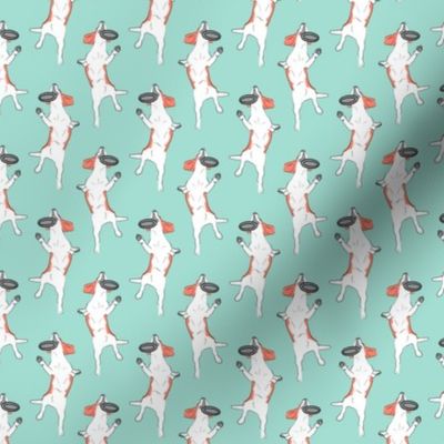 Small Mod LCP disc hound Beagles - Coral and Mint