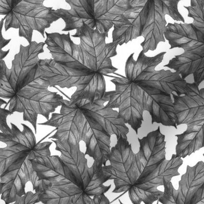 maple leaves 