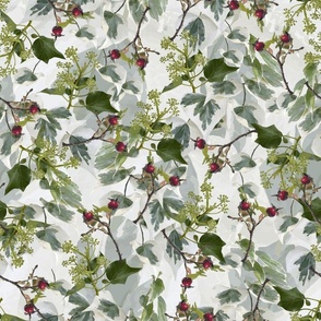 Dark Green Ivy Leaves, Bright Variegated Ivy Leaf Pattern, Red Berry Botanical