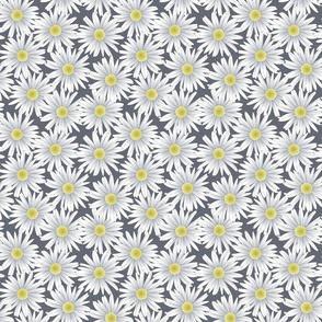 Daisies on Gray Background