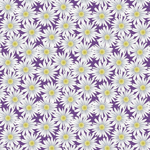 Daisies on a Purple Background