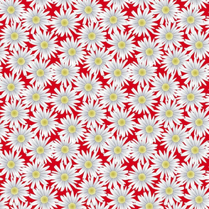 Daisies on a Red Background