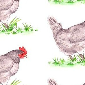 Lavender the Hen