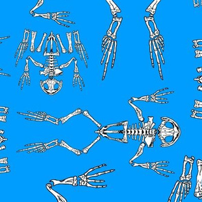 frog skeleton blue 