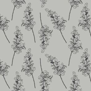 Silver Dollar Eucalyptus in Grey Outline