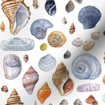 Seashell mix