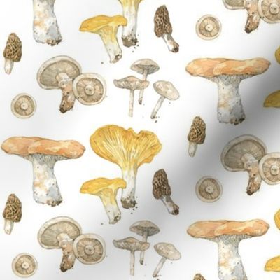 wild mushrooms watercolor