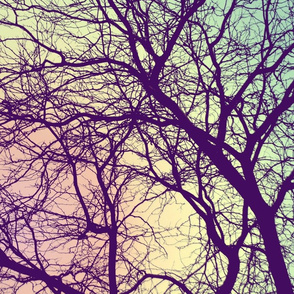 Pastel Sky and Tree Branches