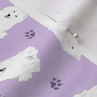 Tiny American Eskimo Dog - purple