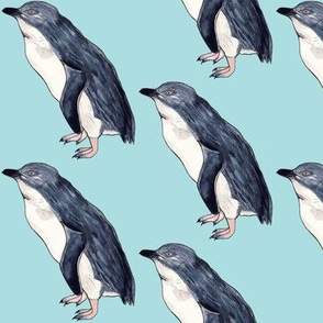 Little Blue Penguin Pacific Blue