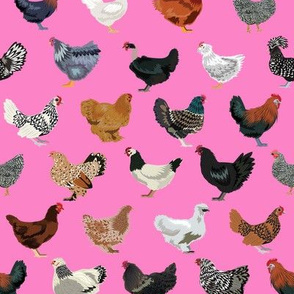 chicken breeds fabric - chicken fabric, farm fabric, farmhouse fabric, bird, birds fabric, - pink
