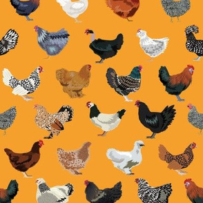 chicken breeds fabric - chicken fabric, farm fabric, farmhouse fabric, bird, birds fabric, -  orange