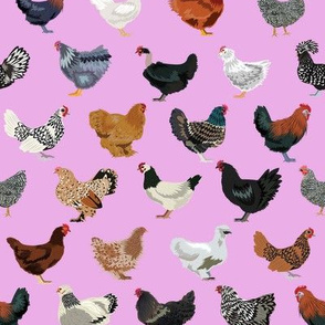 chicken breeds fabric - chicken fabric, farm fabric, farmhouse fabric, bird, birds fabric, - light purple