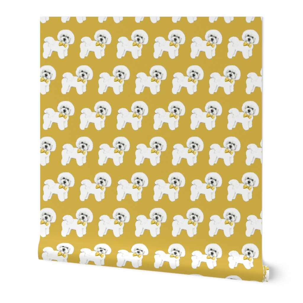 Bichon Frise, mustard yellow bows