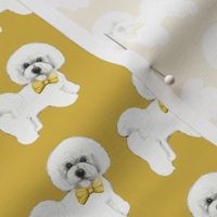 Bichon Frise, mustard yellow bows