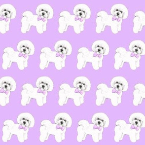 Bichon Frise dog , lilac bows